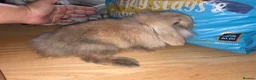 Mixed Breed rabbits for sale: Rehoming bunny  in Hatfield - Advert 3