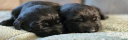 Labrador Retriever dogs for sale: Adorable Labrador Puppies for Sale! - Advert 10