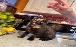 Mixed Breed cats for sale: 2 CUTE TORTOISESHELL GIRLS  - Image 9