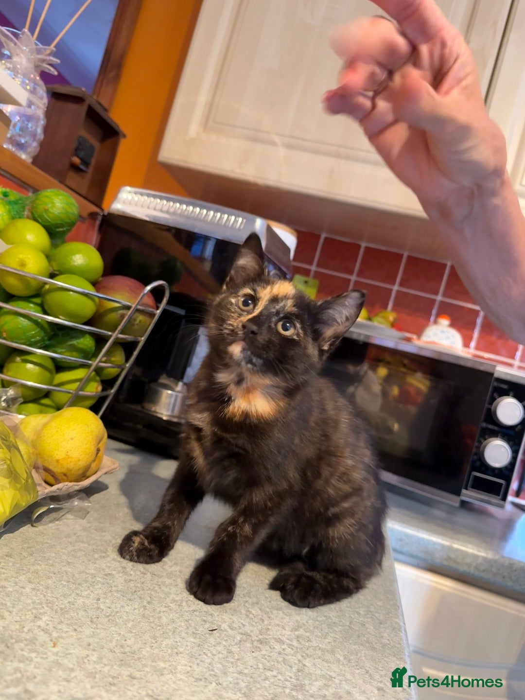 Mixed Breed cats for sale: 2 CUTE TORTOISESHELL GIRLS  - Image 9