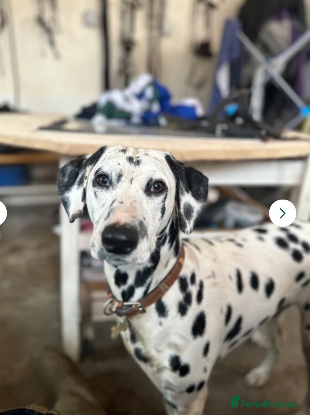 Dalmatian dogs for sale: Male KC Registered Dalmatian Puppy - Advert 9
