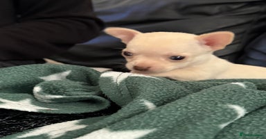 Chihuahua dogs - Advert 11