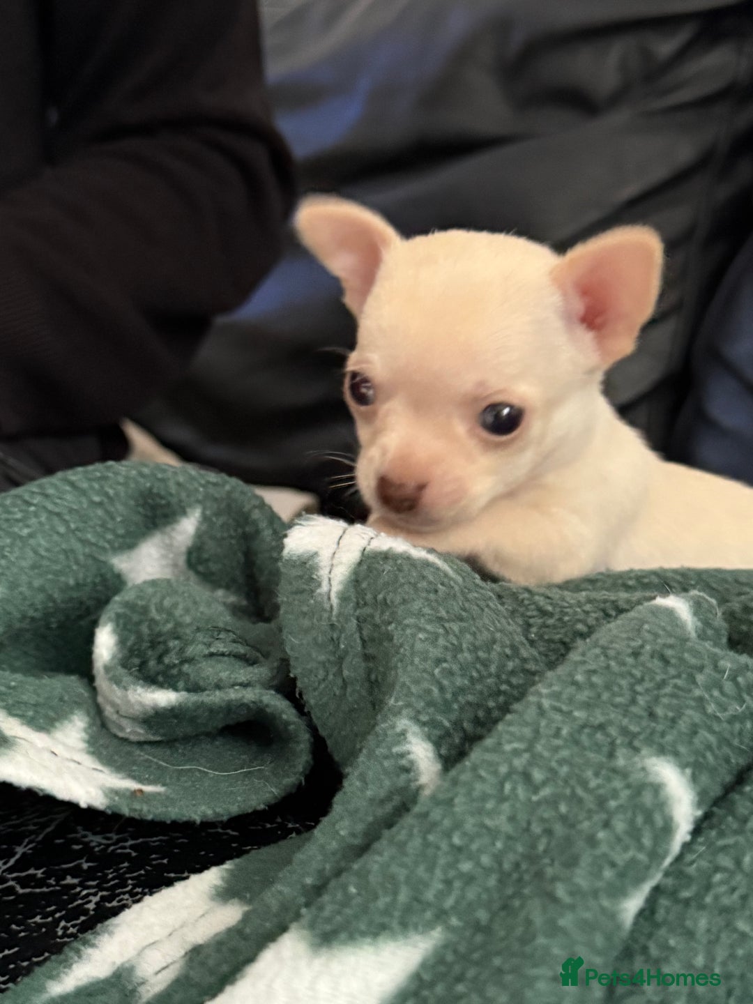 Chihuahua dogs for sale: Kc registered white chihuahua boy. - Image 7