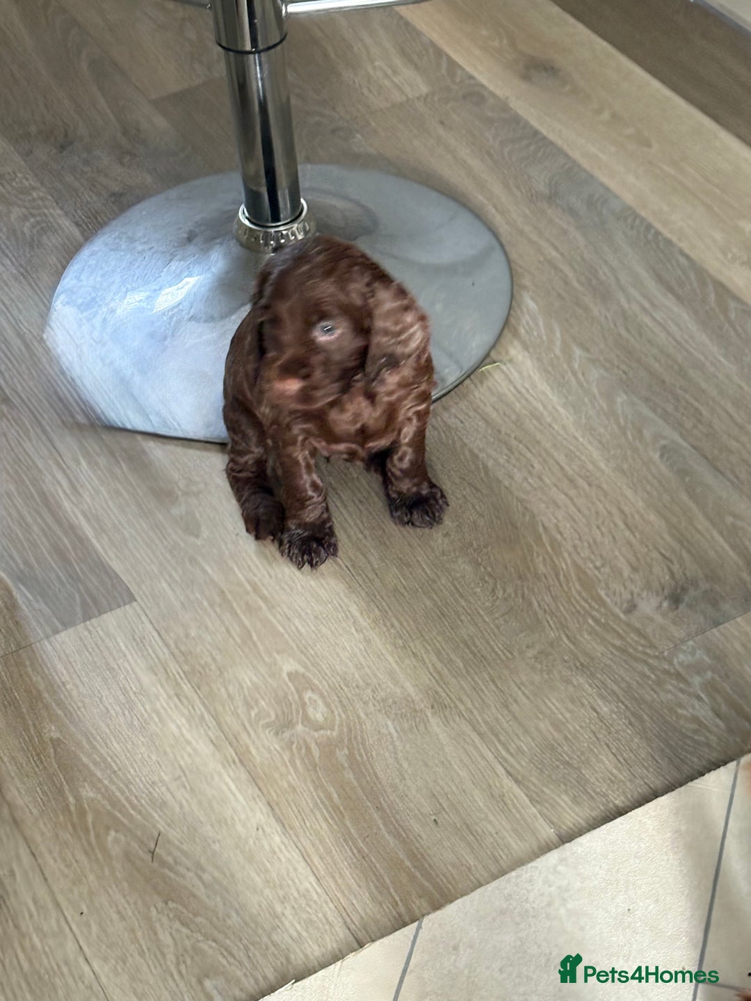 Cocker Spaniel dogs for sale: Two beautiful boy working cocker spaniels left - Advert 5