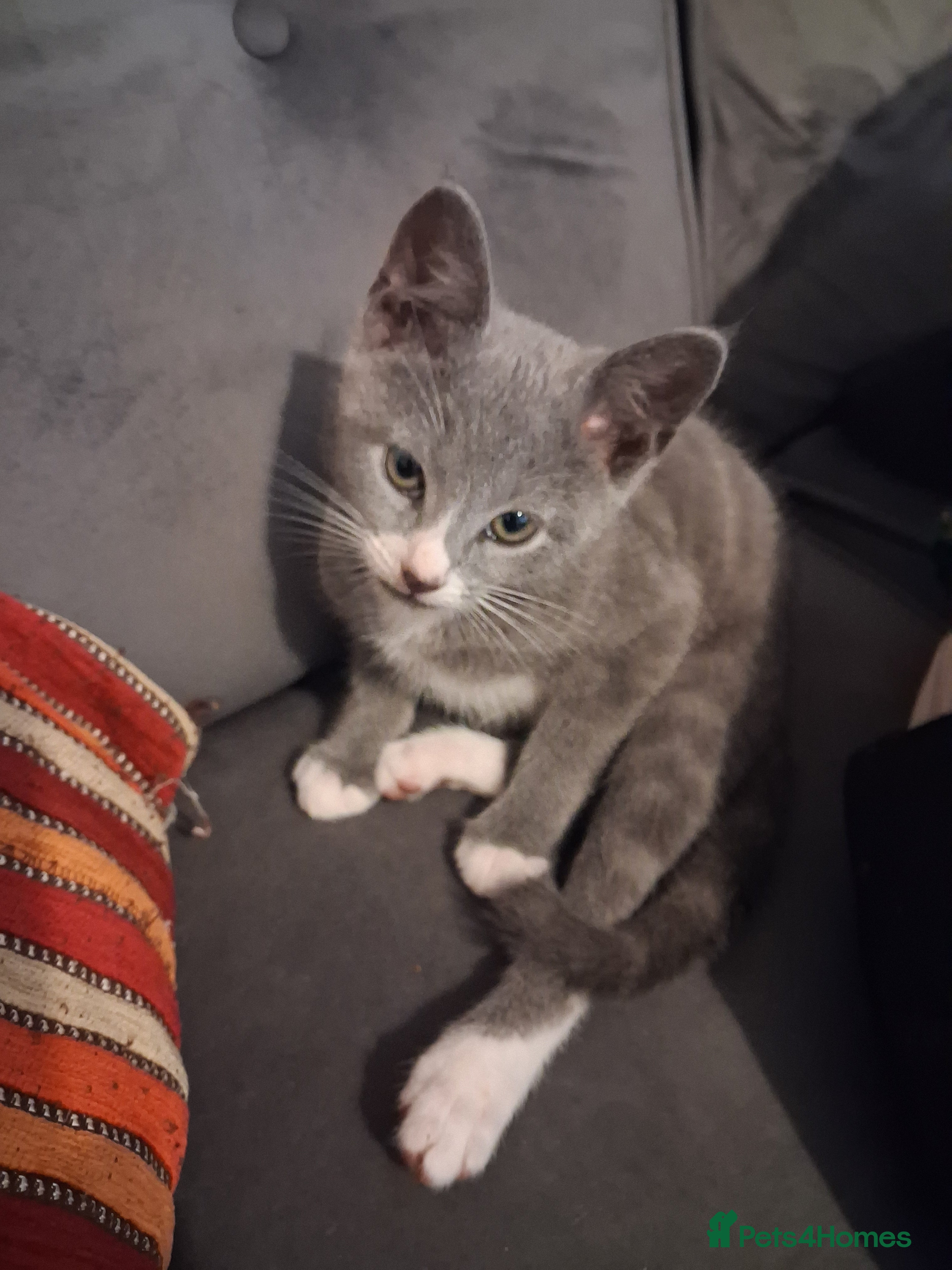 Mixed Breed cats Beautiful mixed kittens  - Advert 2