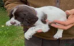 Cocker Spaniel dogs for sale: KC Reg Working Cocker spaniel puppies roan - Image 7