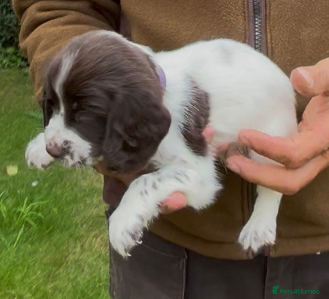 Cocker Spaniel dogs for sale: KC Reg Working Cocker spaniel puppies roan - Image 7