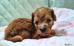 Cockapoo dogs for sale: 🐶🐾PLEASE READ THE FULL ADVERT🐾🐶 - Image 6