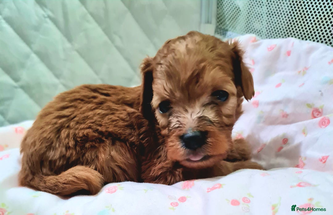Cockapoo dogs for sale: 🐶🐾PLEASE READ THE FULL ADVERT🐾🐶 - Image 6