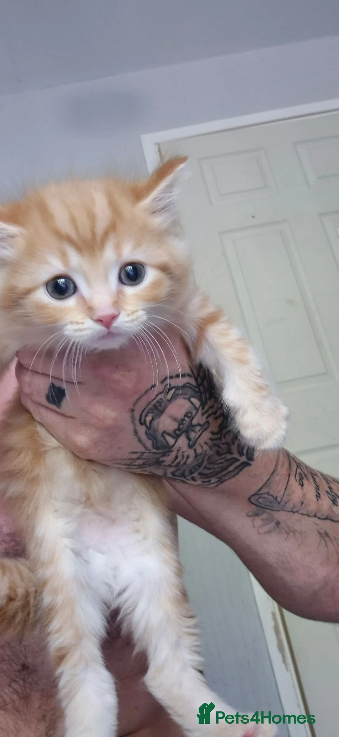 Maine Coon cats for sale: Mixed maine coon fluffy kittens  in Dudley - Advert 25