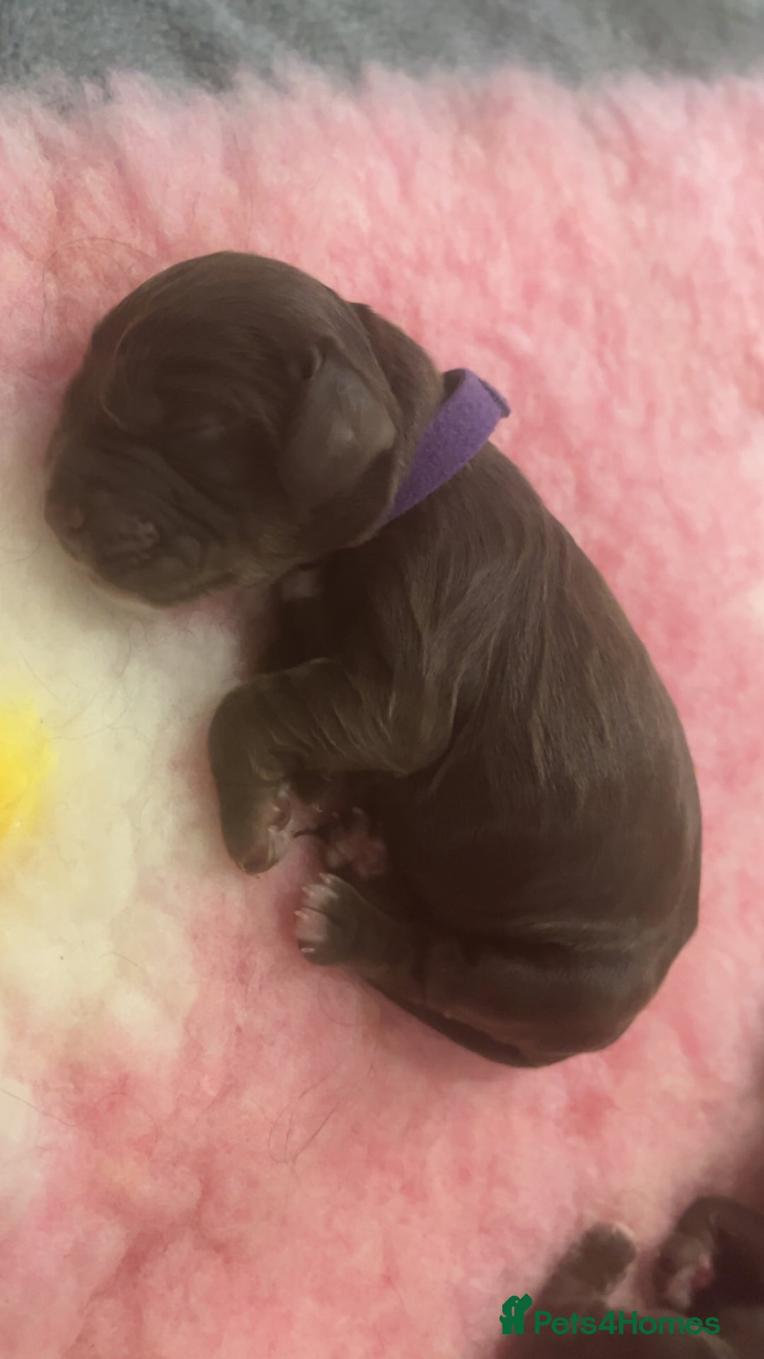 Cocker Spaniel dogs for sale: Cocker spaniel puppies half show half working  - Image 7