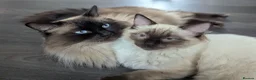 Ragdoll cats for sale: Individually gorgeous ragdoll babies 💖💖💖 - Advert 13