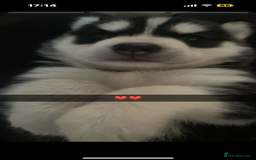 Siberian Husky dogs for sale: Beautiful Siberian huskies - Image 5