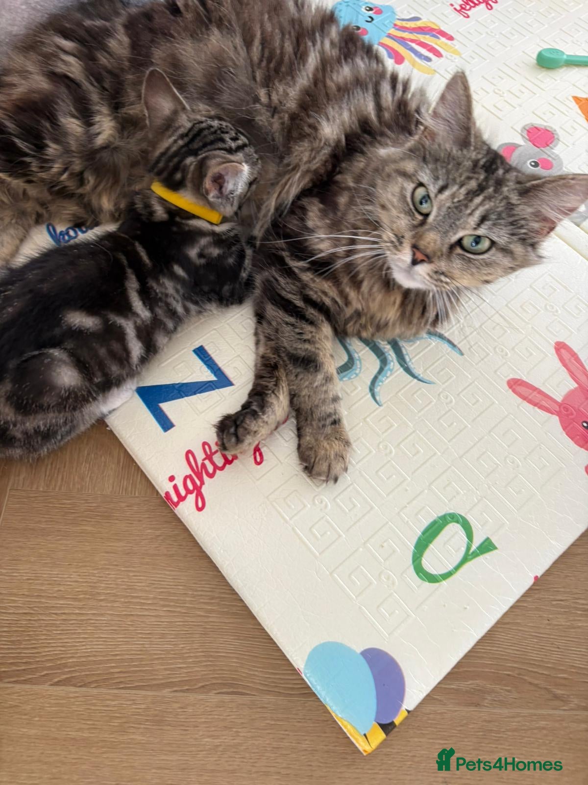 Mixed Breed cats 4 Lovely Kittens Ready To Join Your Family Today😻 - Advert 1