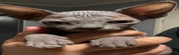 Sphynx cats for sale: Sphynx kittens  - Advert 9