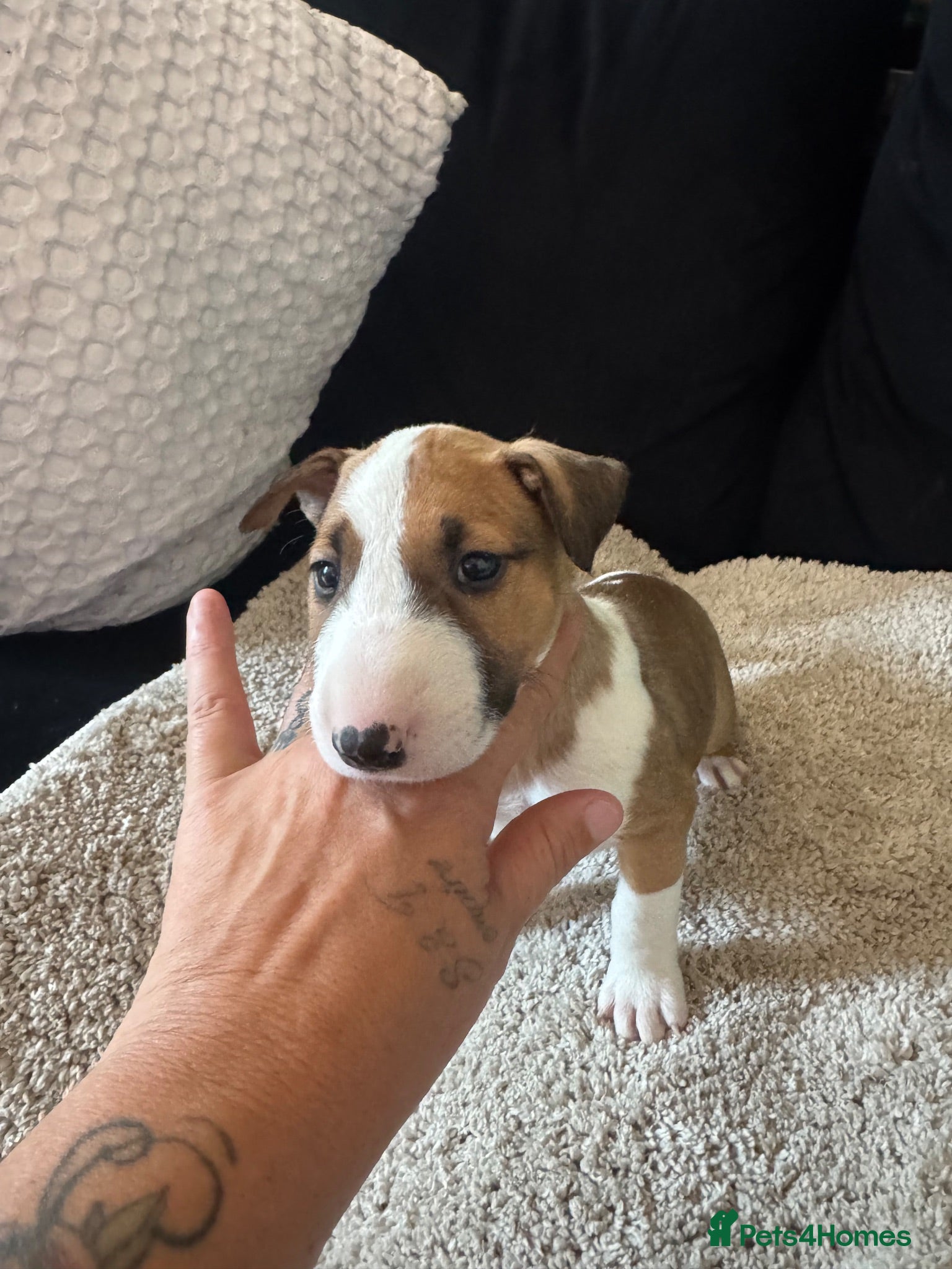 English Bull Terrier dogs English bull terriers puppies - Advert 2