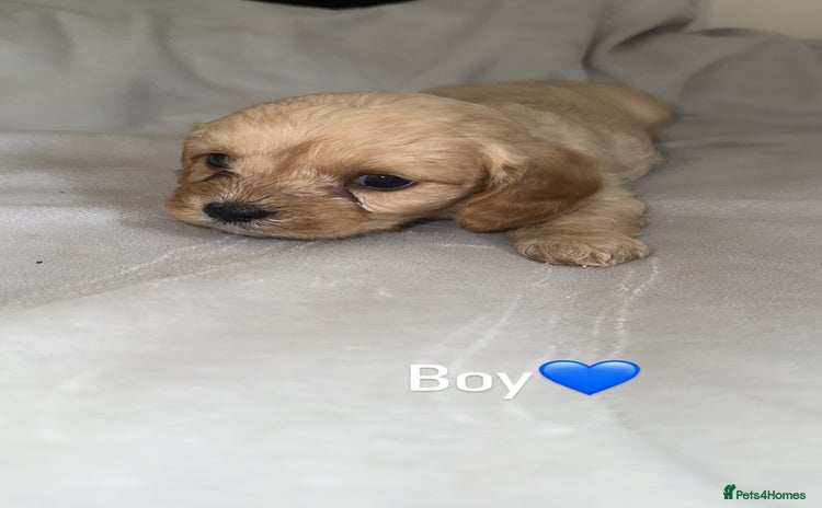 Cavapoo dogs - Advert 3