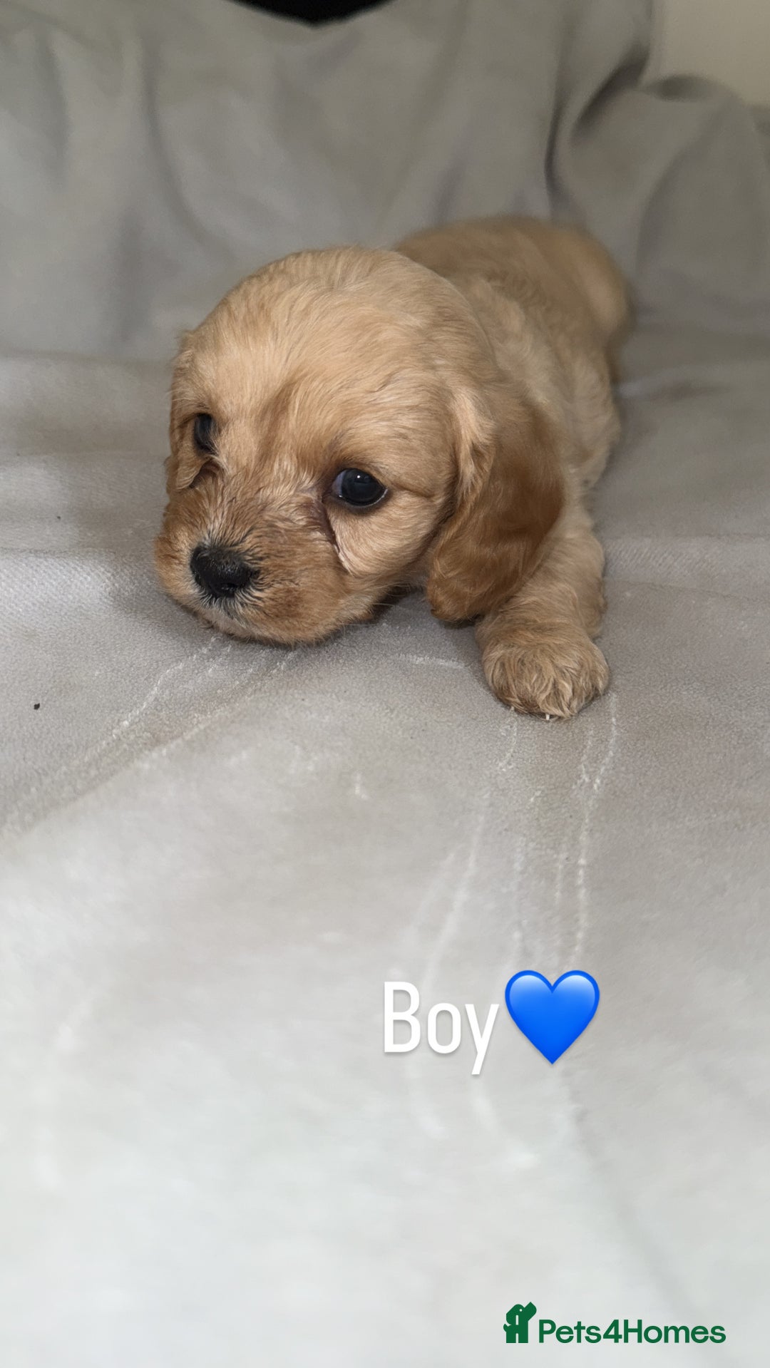 Cavapoo dogs for sale: Cavapoo - Image 1