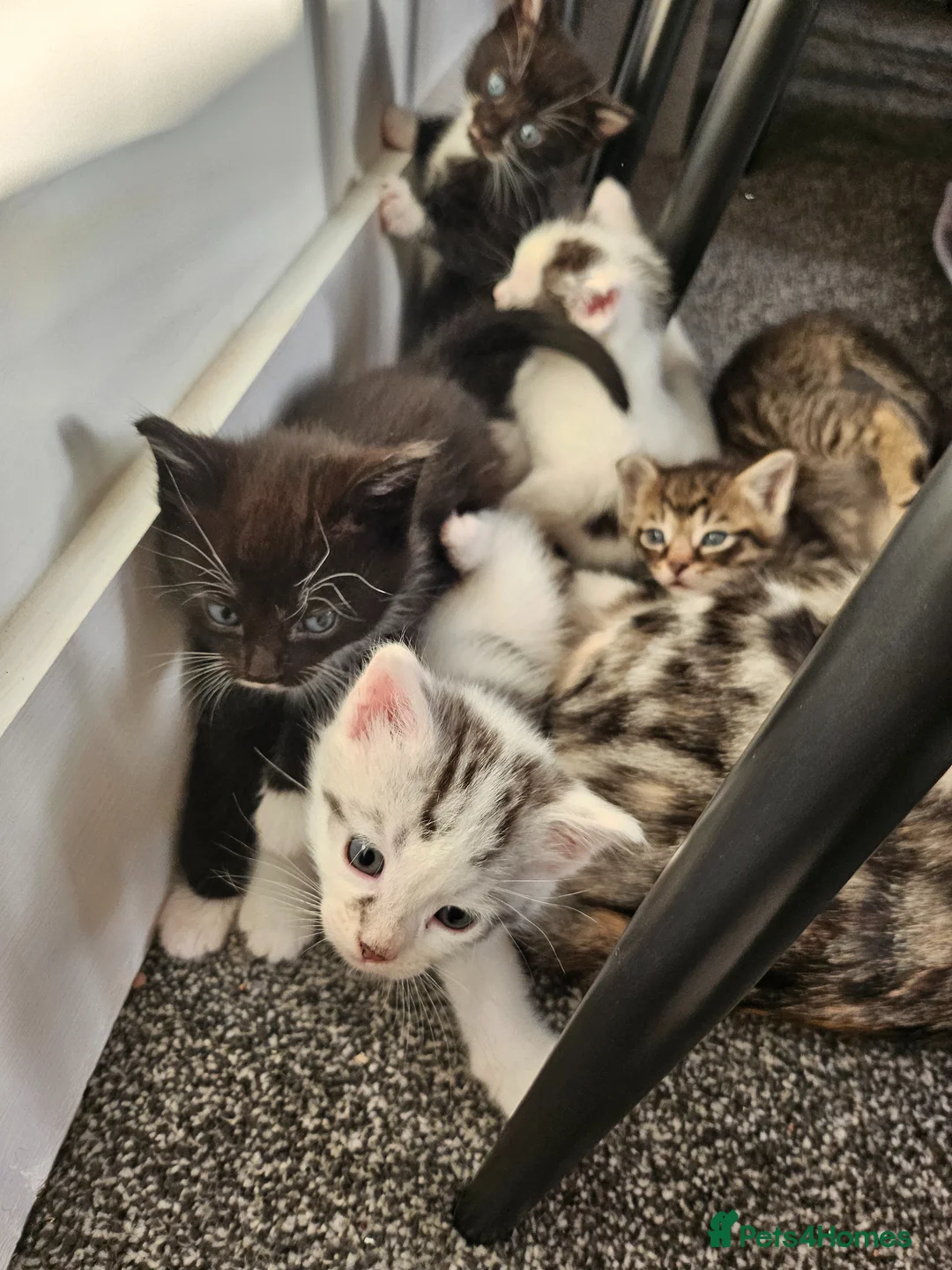 Mixed Breed cats for sale: Georgous kittens ready this week  - Advert 1