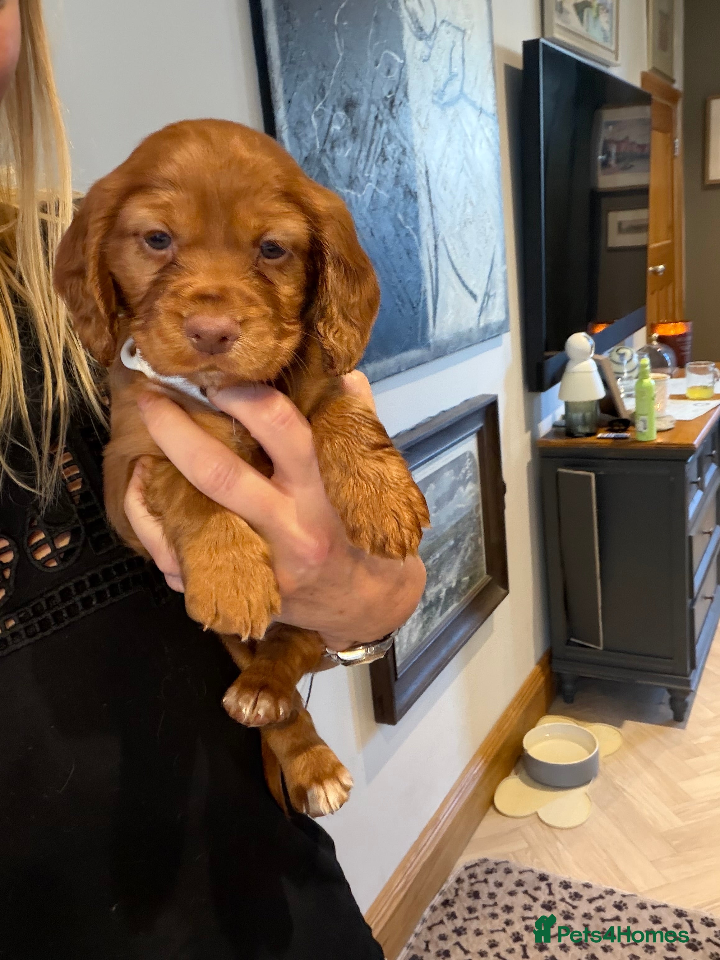 Cocker Spaniel dogs for sale: KC REGISTERED WORKING COCKER SPANIEL PUPPIES - Advert 2