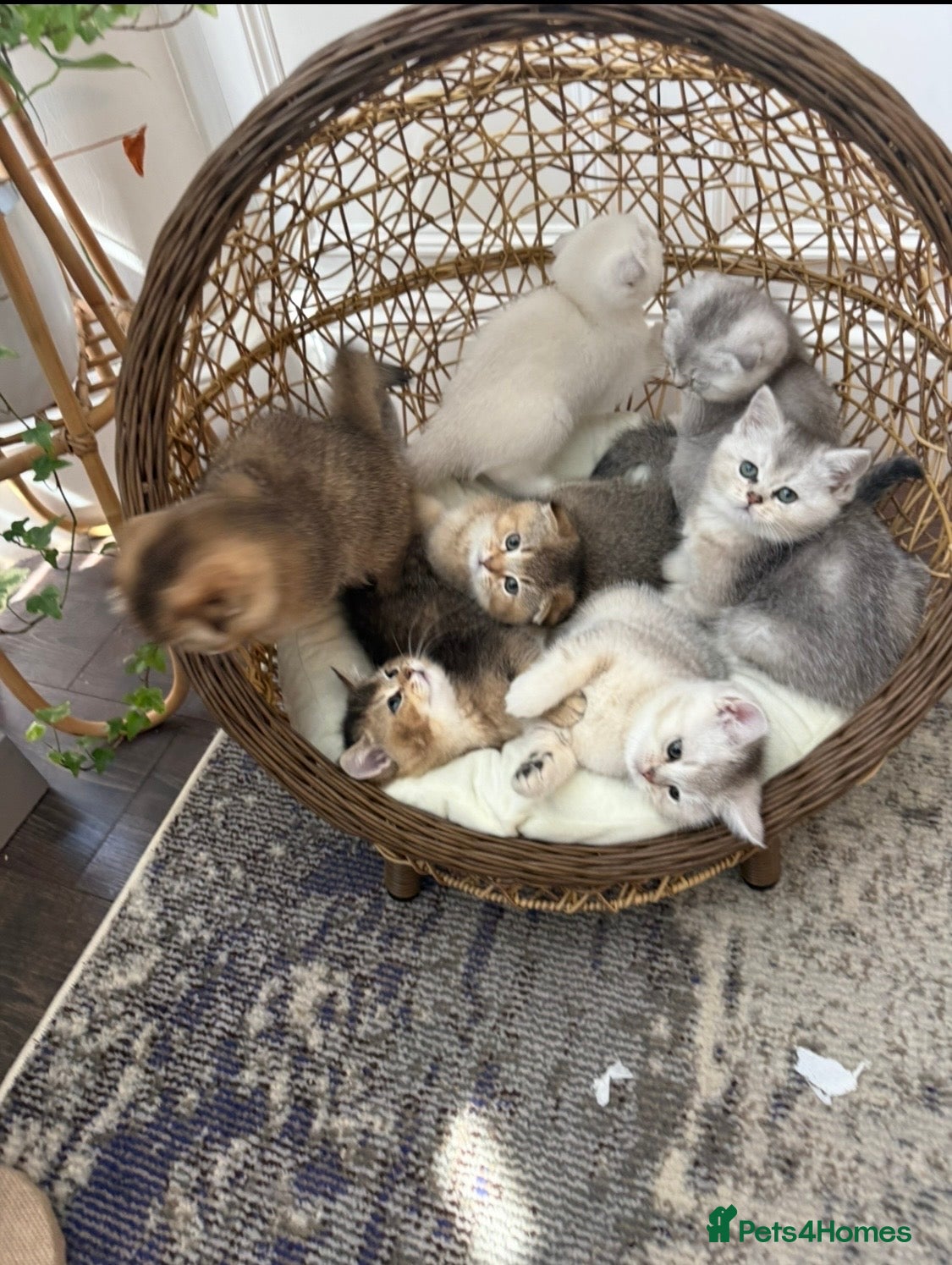 British Shorthair cats Beautiful British Shorthair Kittens - Advert 1