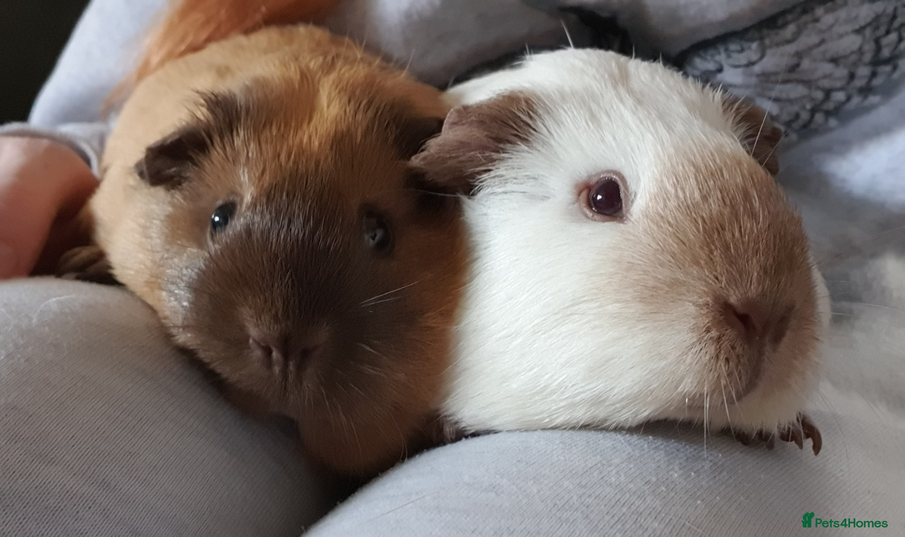 Guinea Pig rodents guinea pigs  - Advert 2