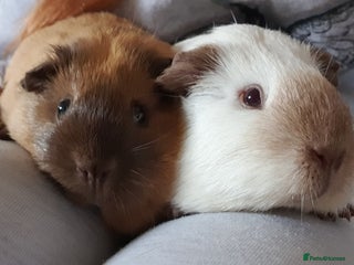 Guinea Pig rodents guinea pigs - Advert 2