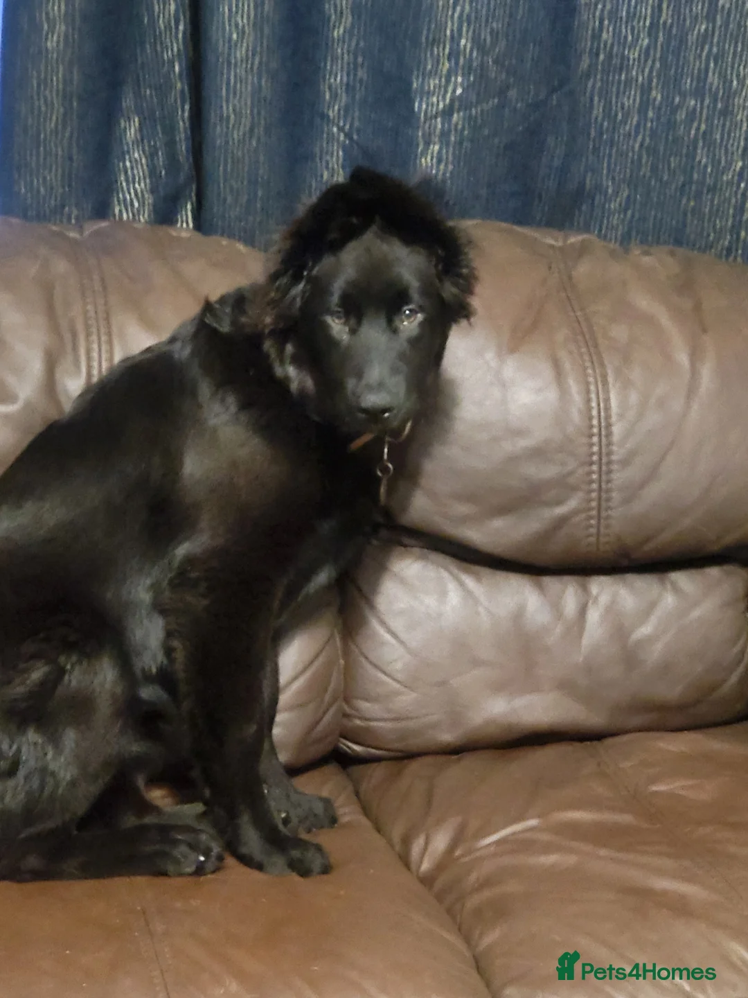 Belgian Shepherd Dog dogs for sale: Belgian malinois bitch in Durham - Advert 2