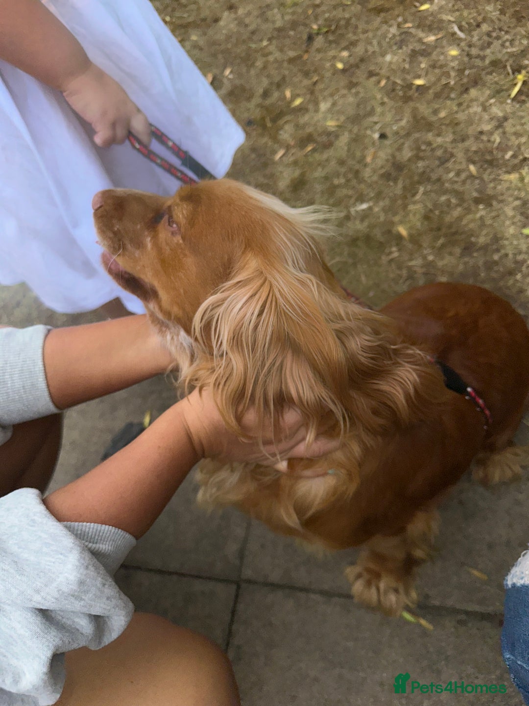 Mixed Breed dogs for sale: Golden Cocker Spaniel Female - Image 7
