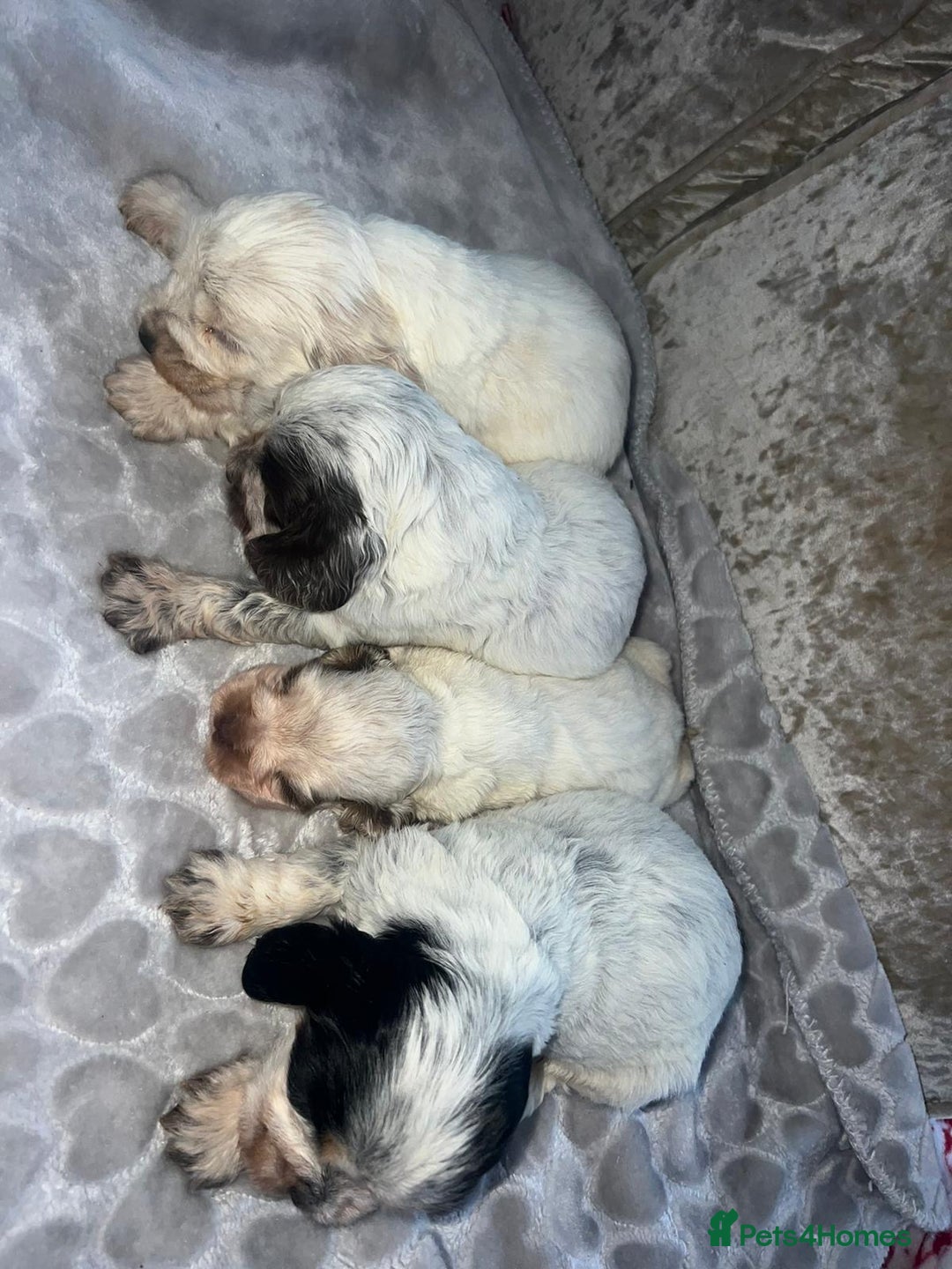 Cocker Spaniel dogs for sale: Kc registered show cocker spaniels  - Advert 16