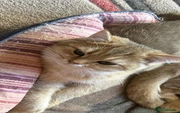 British Shorthair cats for sale: beautiful nature Golden BSH boys  - Image 2
