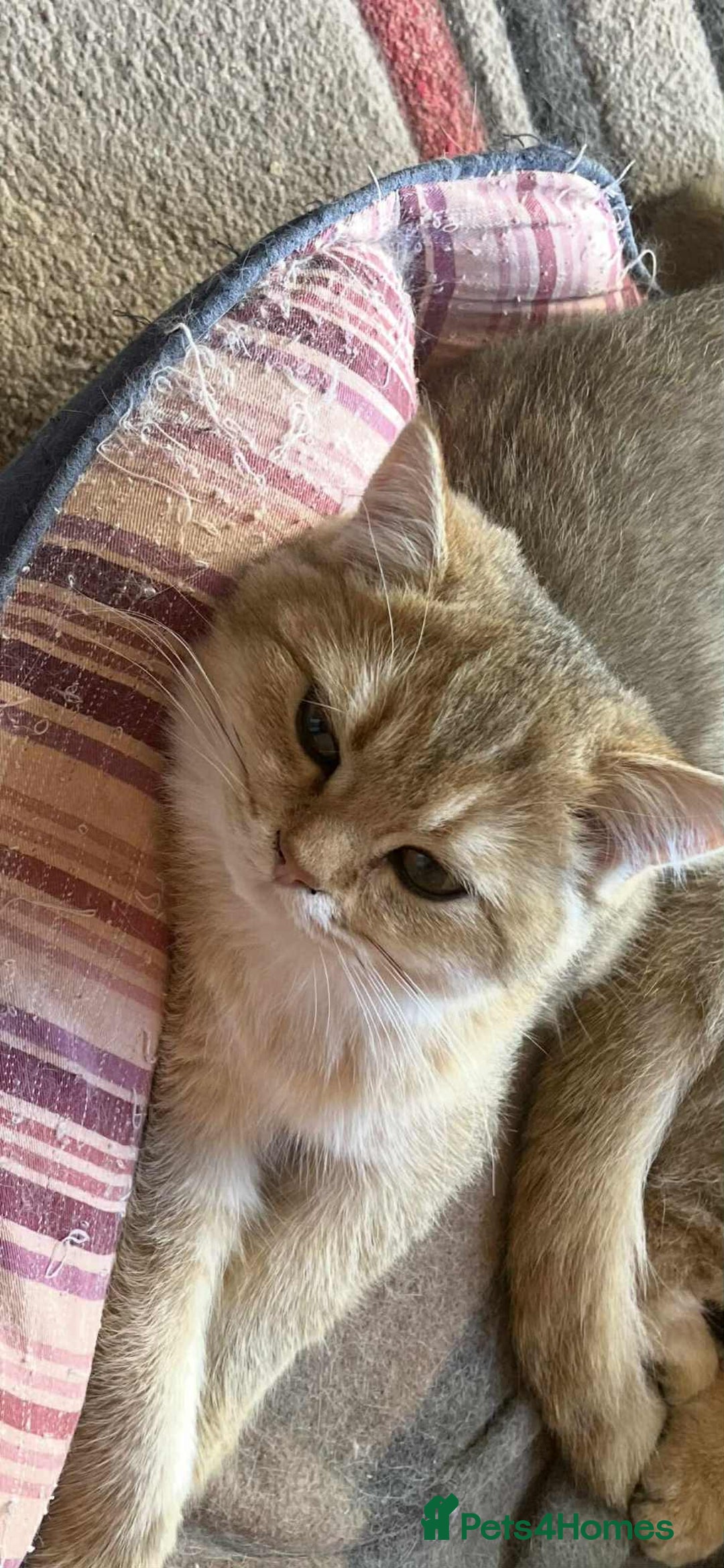 British Shorthair cats for sale: beautiful nature Golden BSH boys  - Image 2