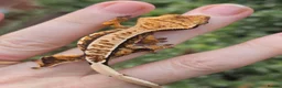 Gecko reptiles for sale: Various crested geckos - Advert 12
