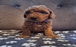 Cockapoo dogs for sale: Cockapoo puppies  - Image 11