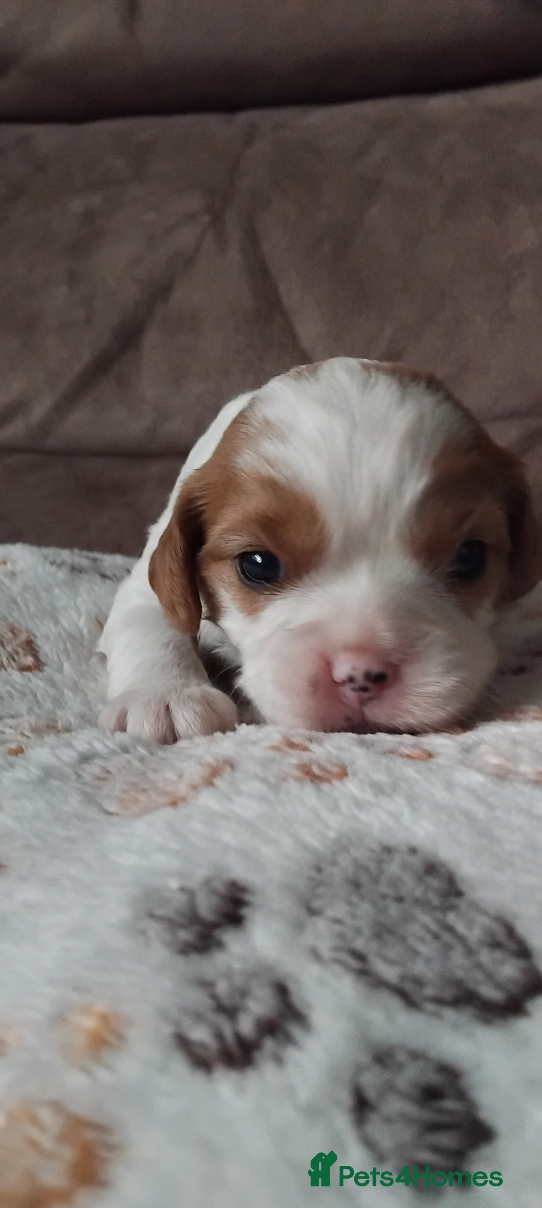 Cavalier King Charles Spaniel dogs for sale: King charles cavalier puppies - Advert 16