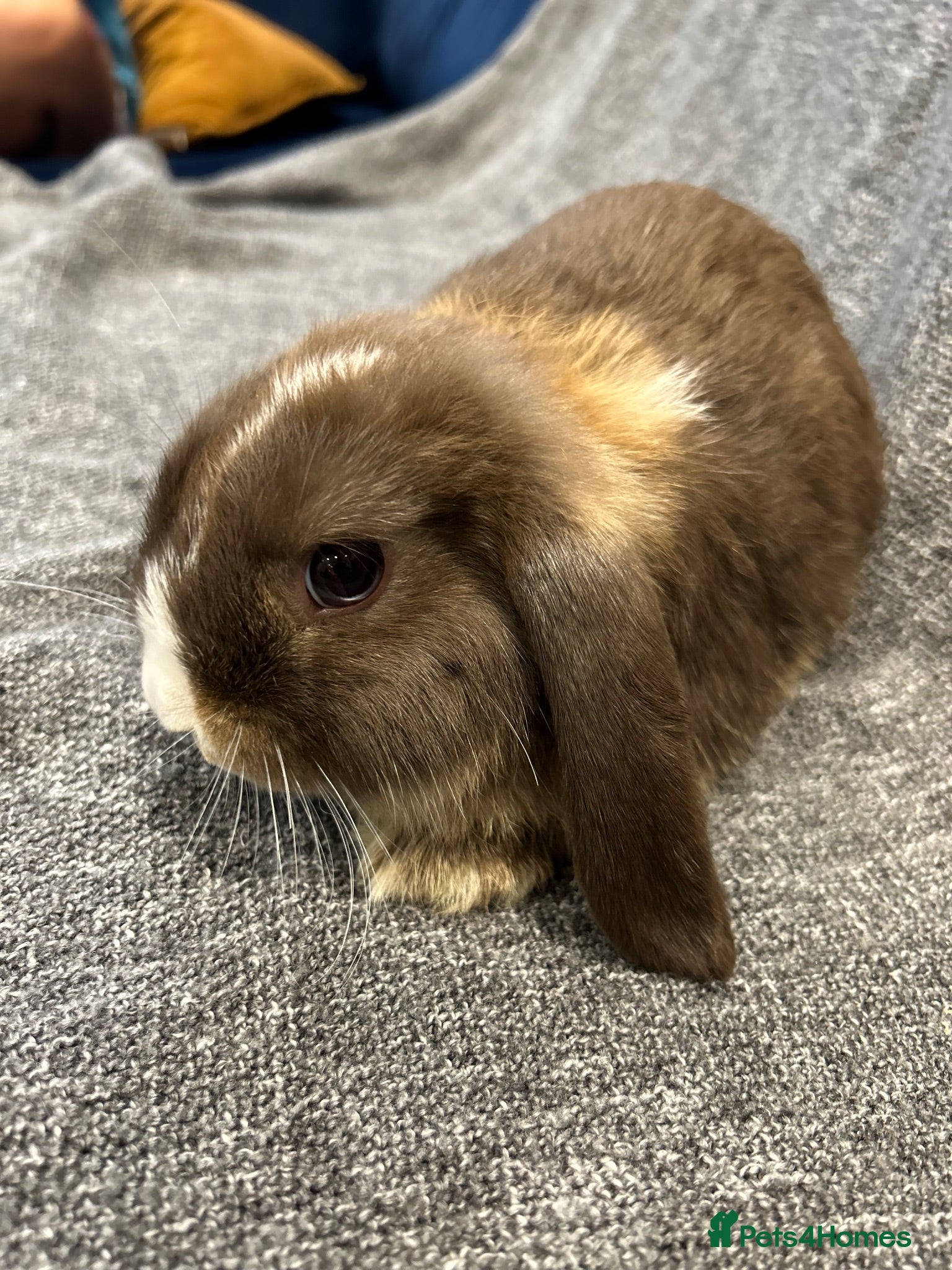 Mini Lop rabbits 🐰Last 1 left. Gorgeous mini lop available🐰 - Advert 1