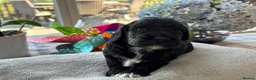 Cockapoo dogs for sale: 🐾❤️ Exceptional F1 Cockapoo Puppies ❤️🐾 - Advert 3