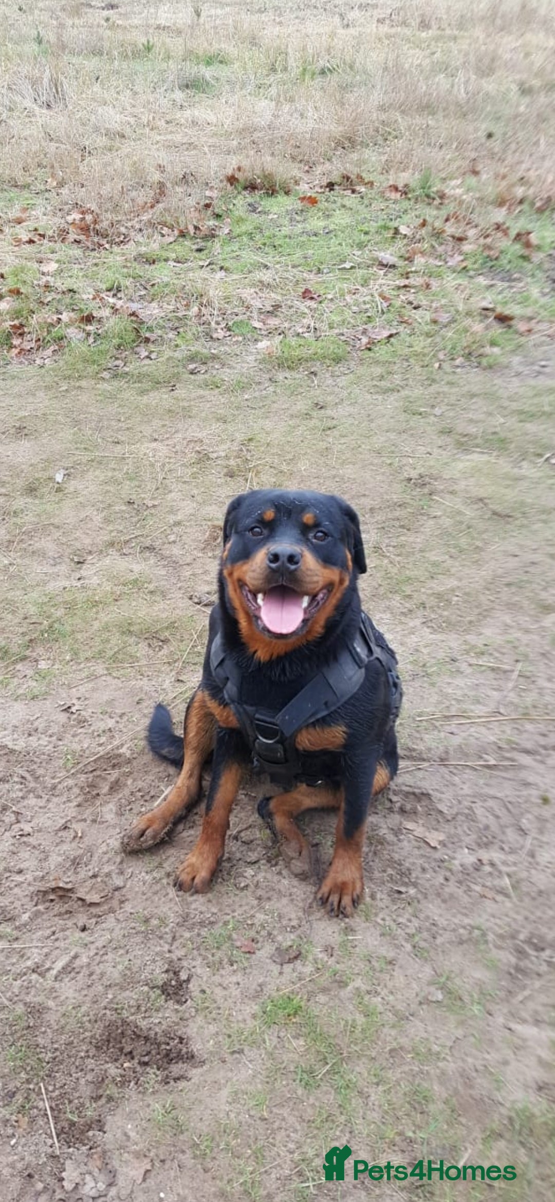 Rottweiler dogs Kc reg stunning rottweiler puppies - Advert 11