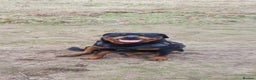 Rottweiler dogs for sale: Kc reg stunning rottweiler puppies - Advert 1
