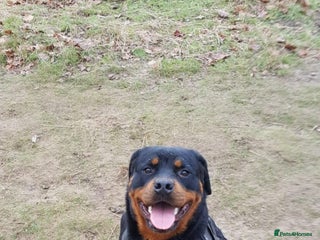 Rottweiler dogs Kc reg stunning rottweiler puppies - Advert 12