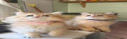 British Longhair cats for sale: British Longhair golden kittens TICA - Advert 14