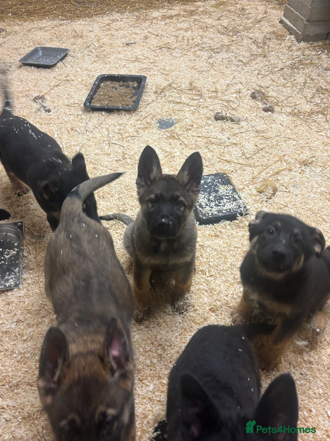 German Shepherd dogs for sale: Beautiful German Shepard puppies - Advert 2