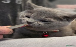 British Shorthair cats for sale: BSH kittens ready now vet checked - Image 14