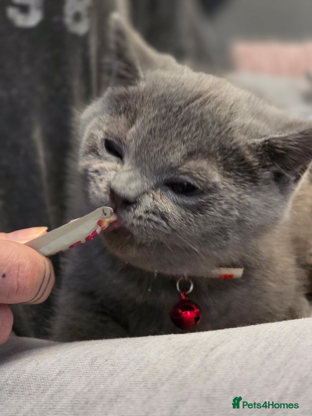 British Shorthair cats for sale: BSH kittens ready now vet checked - Image 14