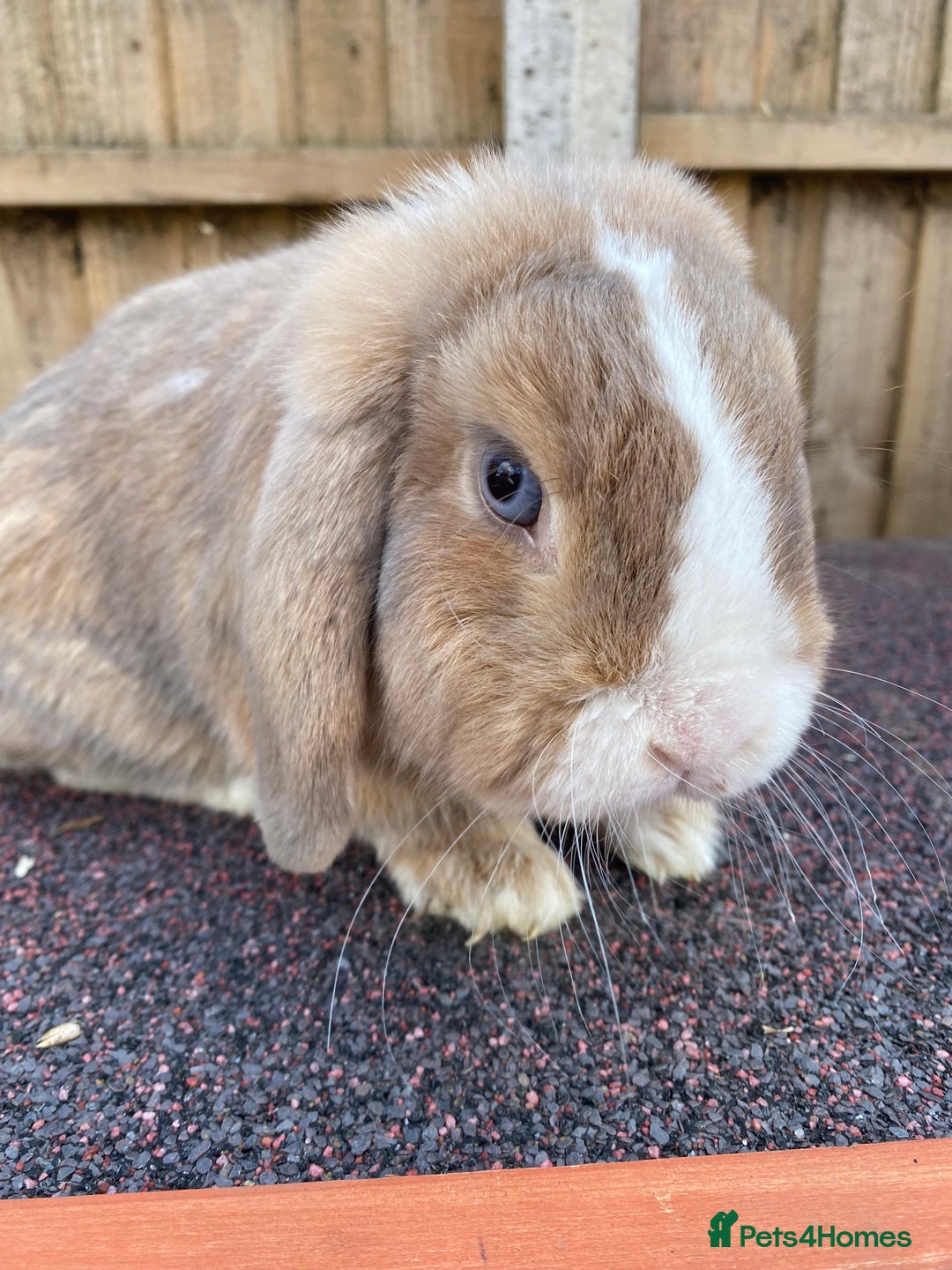 Mini Lop rabbits for sale: Mini lops  - Image 18