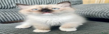 Seal mitted boy