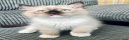Ragdoll cats for sale: Tica Registered Ragdoll Boys  - Advert 6