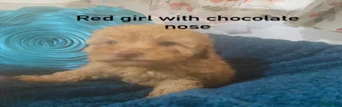 Toy Poodle 3