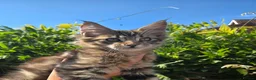 Maine Coon cats for sale: Pedigree Maine Coon Kittens  - Advert 21