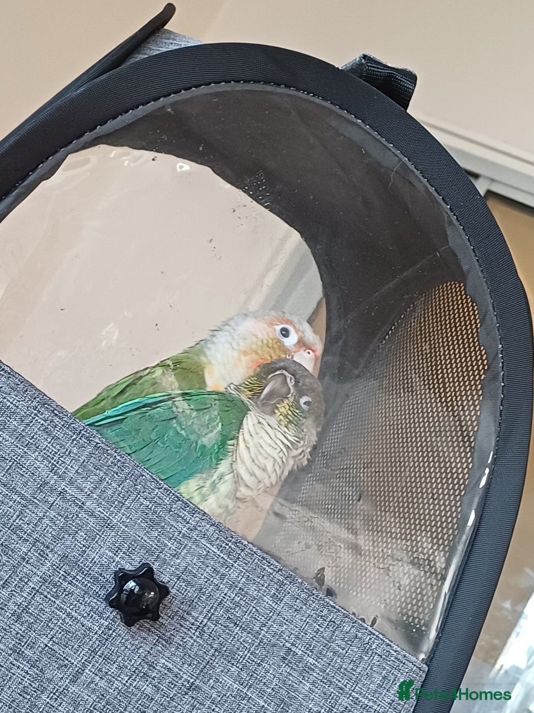 Conures birds for sale: Friendly conures for sale - Image 4